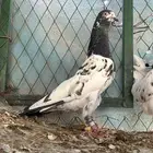 للبيع أجواز حمام باكستاني تيدي فواخر