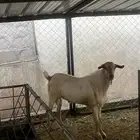 تيس فحل