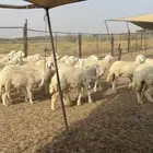 رخال حريه نظيف وطيبه