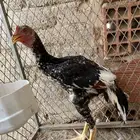 ديك سندي نسل عم غبشان