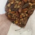 تمر علف