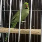 جوز دره للبيع