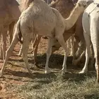 قعود عمره 7 شهور ولد الزعيم الباتلي ولد مضيم عمير ع التحليل