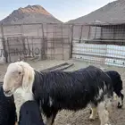 خروف للبيع