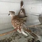 ياكريم قرزل