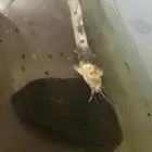 سمك