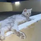 قطوة