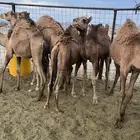 قعدان طيبات