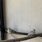 يمام ضفدع طبه بطن واحد