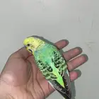 ذكرين بادجي طفره باسنجل جاهزين لتزاوج