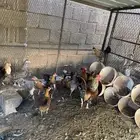 دجاج بلدي الوان نادره