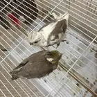 فرخين كروان عمرها شهرونص تقبل غر طفره والثاني هولندي