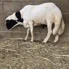 كبش فحل بلدي