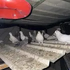 حمام لاحم وزاجل كريمي ولاحم سلفر