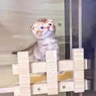 سكوتش تربل فولد بيور للبيع