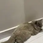 قط للتبني مطعم ومعه اغراضه كامل أنا مشغول عنه