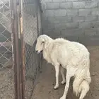 خروف فحل جامع