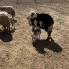غنم مواليد 3 معها 3