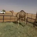 قعود
