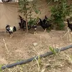 ثلوث المنظر