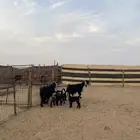 معزا عوارض خلفات ثنتين تحتها اربعه