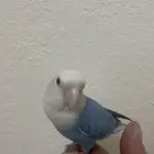 روز ذكر وأنثى اليف