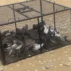 مصيدة متعدد للطيور والحيونات في نفس الوقت