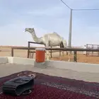 للبيع ضروبه