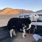 خروف نجدي