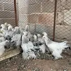 فروخ براهما