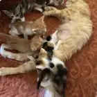 قطط للتبني