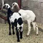 بهم هجين تيلاد