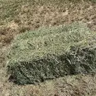 المذنب المذنب