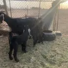 عنز متوم طيبه للبيع