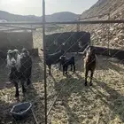معزا
