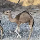 بكره للبيع