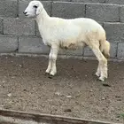 رخل