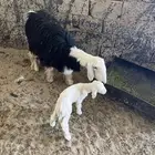 نجدية جذعه تحتها خروف مهجن حري ورايم وديد سليم ومشروطه