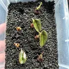 نباتات داخلية مميزة