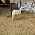 للبيع طلي ساكني ذبيحه