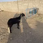 رخل سواكنيه