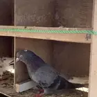 حمام قلابي منتج