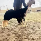 رخل خصم