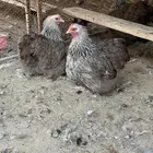 طقم دارك خارجي