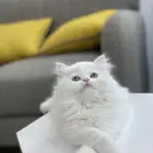 قطط للتبني