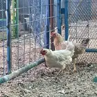 دجاج ألمنيوم