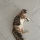 قطه لتبني