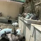 ارانب للبيع