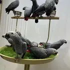 فروخ كاسيكو نهايه غر
