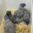 فروخ لوري غر انتاج محلي